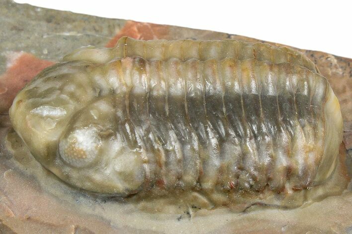 Prone Austerops Trilobite Fossil - Jorf, Morocco #368613